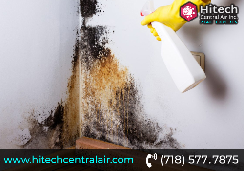 Mold Remediation Services New York | Call +1 (718) 577-7875